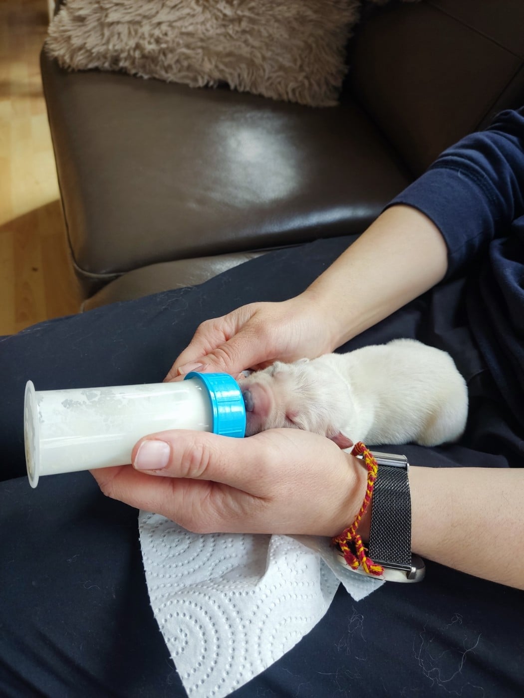 CHIOT 3 - Berger Blanc Suisse