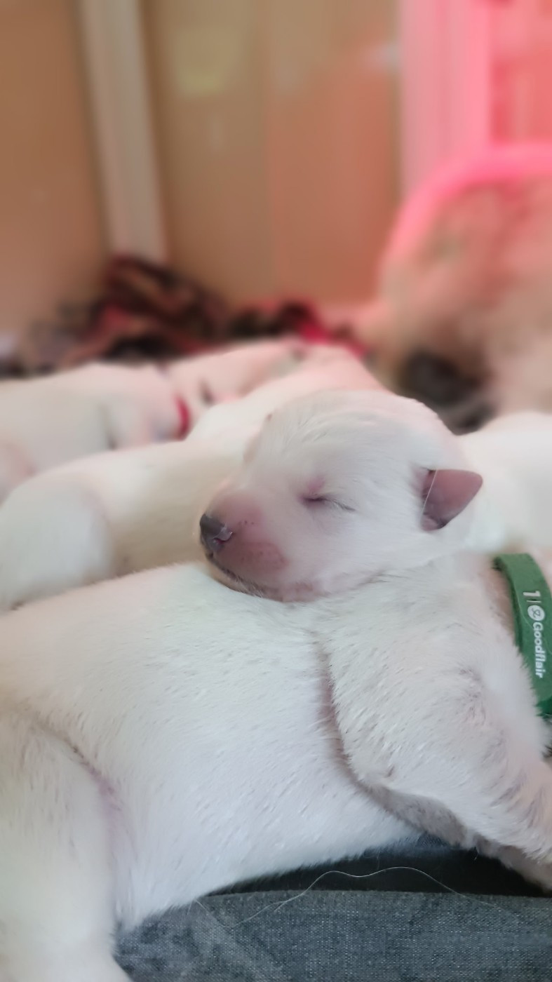 Chiot N°7 - Berger Blanc Suisse