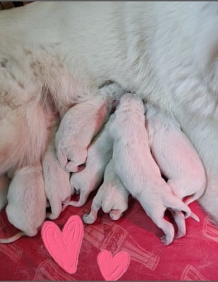 Les chiots de Berger Blanc Suisse