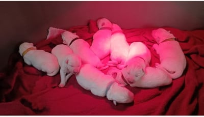 Les chiots de Berger Blanc Suisse
