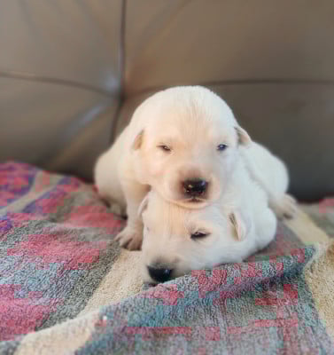 Les chiots de Berger Blanc Suisse