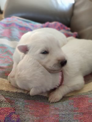 Les chiots de Berger Blanc Suisse