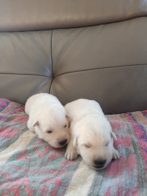 Les chiots de Berger Blanc Suisse