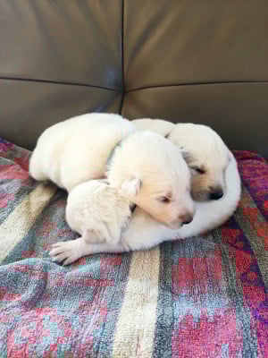 Les chiots de Berger Blanc Suisse
