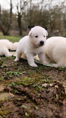 Les chiots de Berger Blanc Suisse