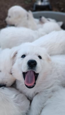 Les chiots de Berger Blanc Suisse