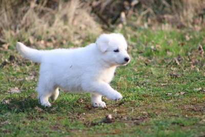 Les chiots de Berger Blanc Suisse
