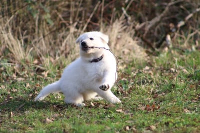 Les chiots de Berger Blanc Suisse