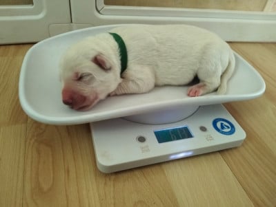 Les chiots de Berger Blanc Suisse
