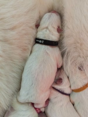 Les chiots de Berger Blanc Suisse