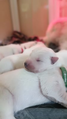 Les chiots de Berger Blanc Suisse