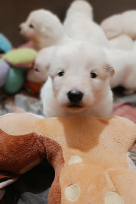 Les chiots de Berger Blanc Suisse