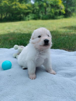 Les chiots de Berger Blanc Suisse