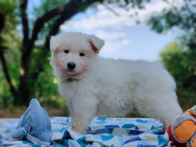 Les chiots de Berger Blanc Suisse