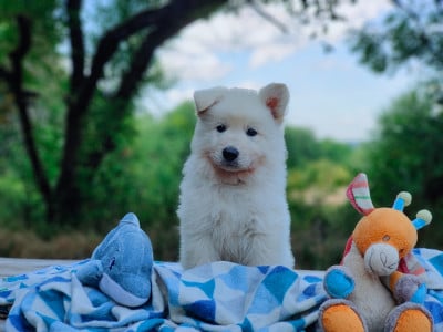 Les chiots de Berger Blanc Suisse