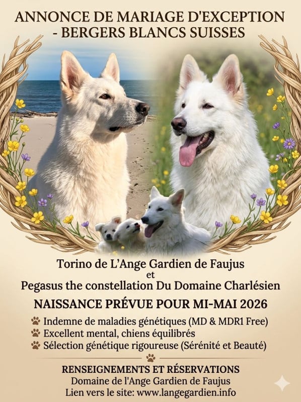 Berger Blanc Suisse - de l'ange Gardien de Faujus