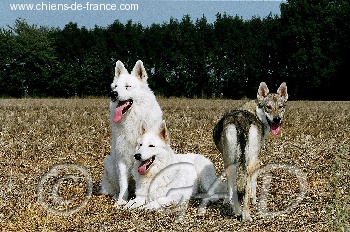 Accueil Elevage De Lange Gardien De Faujus Eleveur De