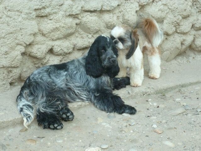 Publication : des brumes d'aurore Auteur : Laurence HUIBAN