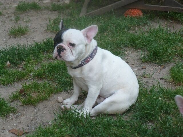 Publication : des brumes d'aurore Auteur : Laurence HUIBAN