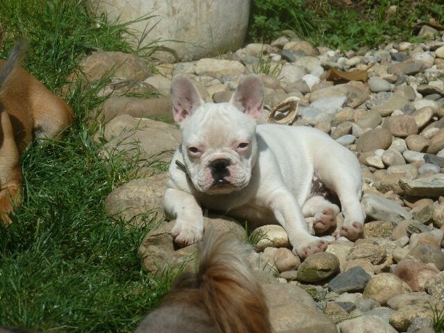 Publication : des brumes d'aurore Auteur : Laurence Huiban