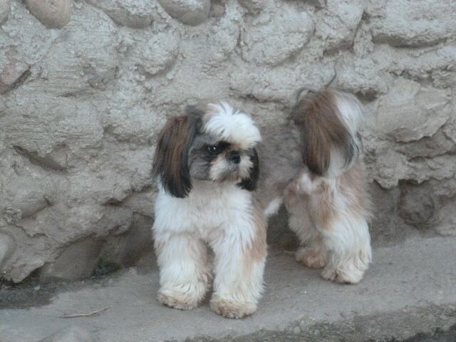 Publication : des brumes d'aurore Auteur : Laurence HUIBAN