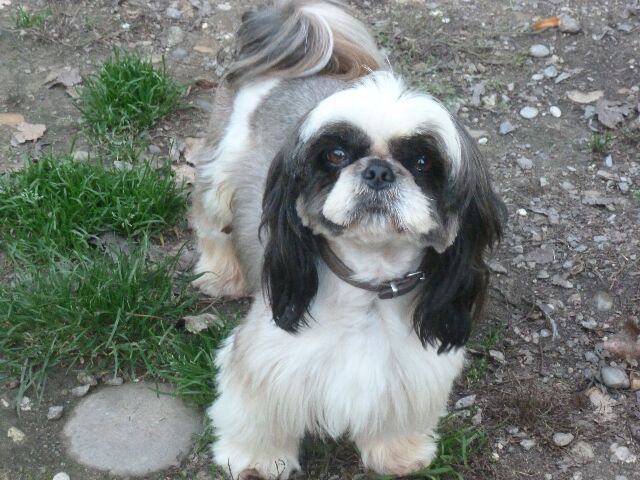 Publication : des brumes d'aurore Auteur : Laurence HUIBAN