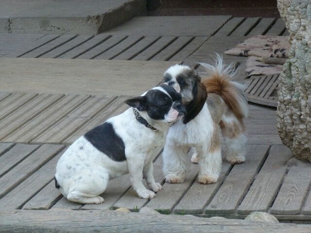 Publication : des brumes d'aurore Auteur : Laurence HUIBAN