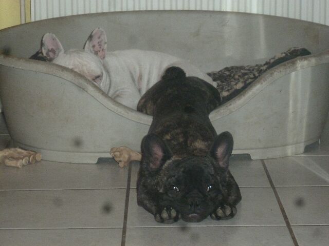 Publication : des brumes d'aurore Auteur : Laurence HUIBAN