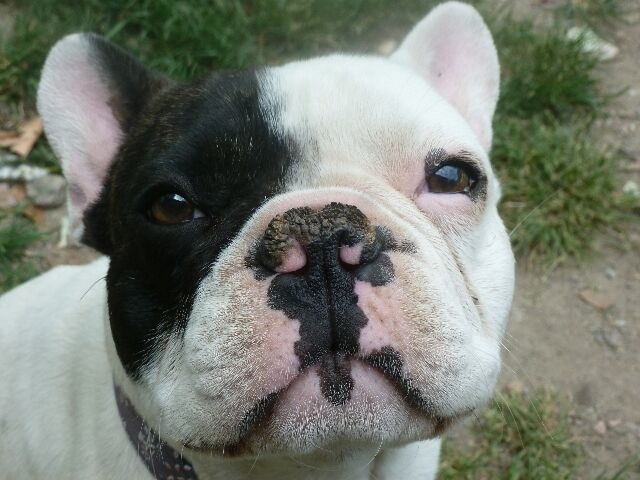 Publication : des brumes d'aurore Auteur : Laurence HUIBAN