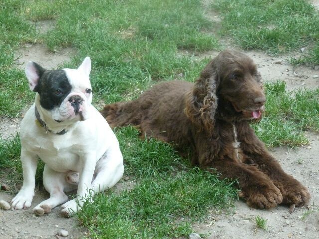 Publication : des brumes d'aurore Auteur : Laurence HUIBAN