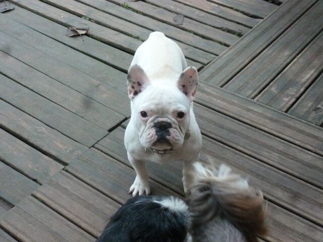 Publication : des brumes d'aurore Auteur : Laurence Huiban