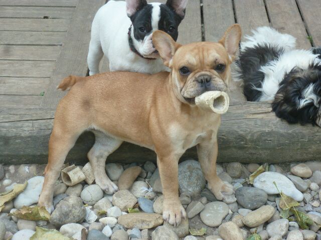 Publication : des brumes d'aurore Auteur : Laurence HUIBAN Oriane a 2 mois