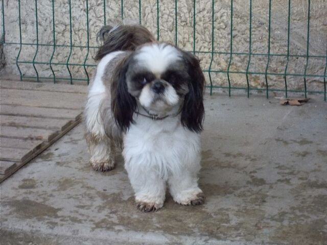 Publication : des brumes d'aurore Auteur : Laurence HUIBAN