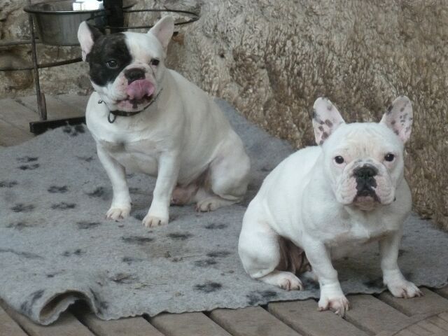 Publication : des brumes d'aurore Auteur : Laurence Huiban