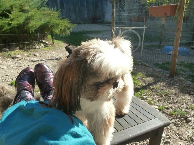 Publication : des brumes d'aurore Auteur : Laurence HUIBAN