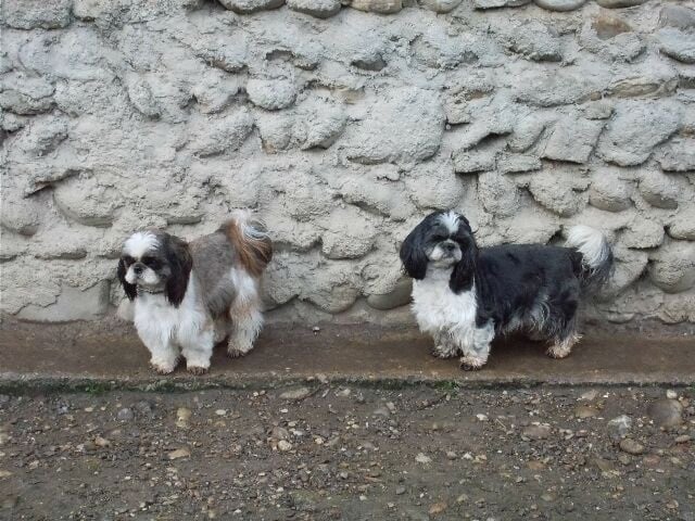 Publication : des brumes d'aurore Auteur : Laurence HUIBAN