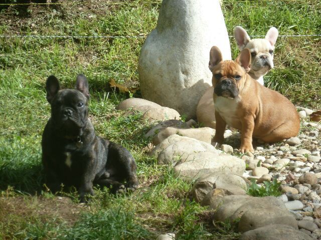 Publication : des brumes d'aurore Auteur : Laurence HUIBAN