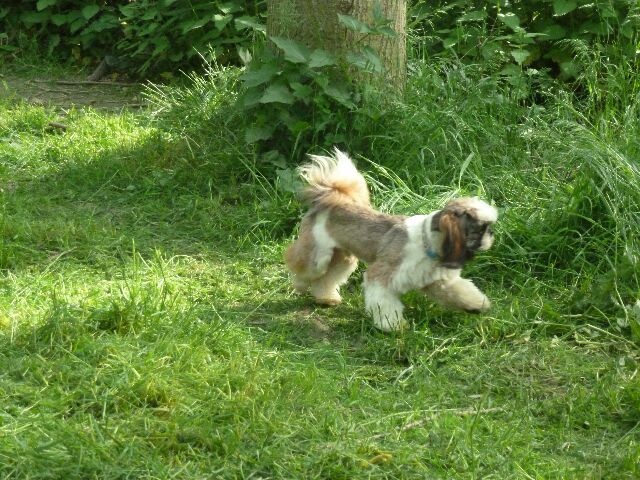 Publication : des brumes d'aurore Auteur : Laurence HUIBAN