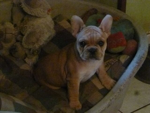 Publication : des brumes d'aurore Auteur : Laurence HUIBAN Oriane a 2 mois