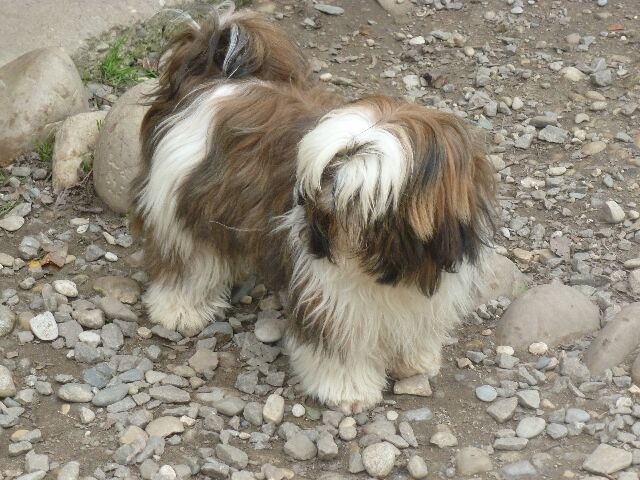 Publication : des brumes d'aurore Auteur : Laurence HUIBAN