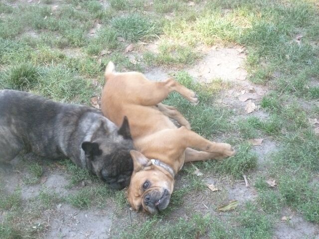 Publication : des brumes d'aurore Auteur : Laurence HUIBAN