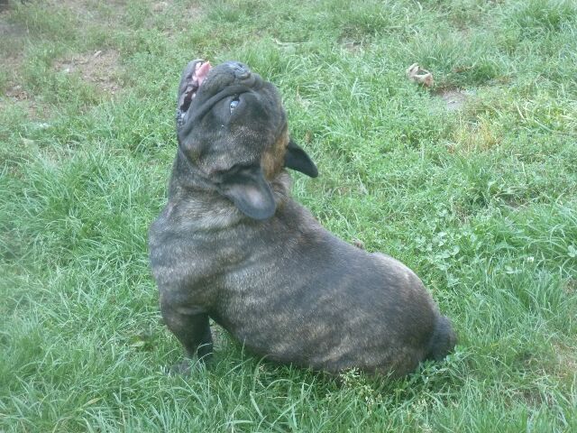 Publication : des brumes d'aurore Auteur : Laurence HUIBAN