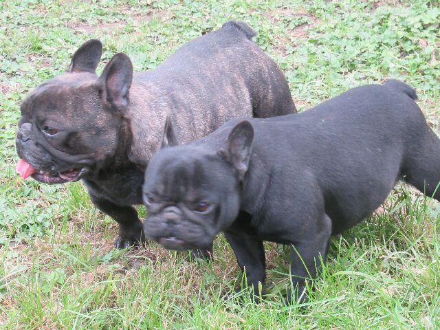 Publication : des brumes d'aurore Auteur : Laurence HUIBAN