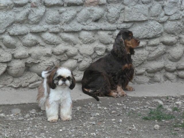 Publication : des brumes d'aurore Auteur : Laurence HUIBAN