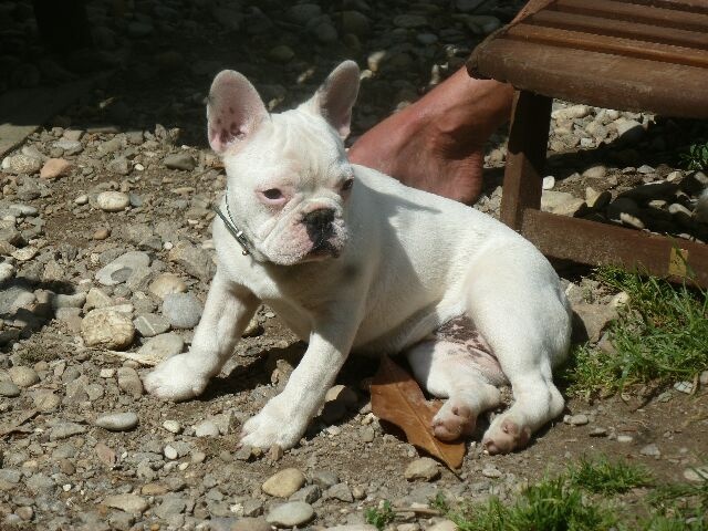 Publication : des brumes d'aurore Auteur : Laurence Huiban