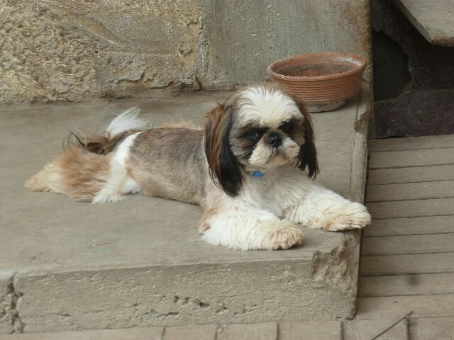 Publication : des brumes d'aurore Auteur : Laurence HUIBAN