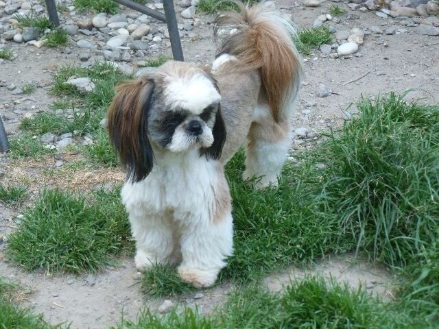 Publication : des brumes d'aurore Auteur : Laurence HUIBAN