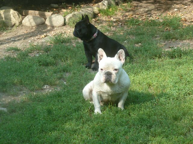 Publication : des brumes d'aurore Auteur : Laurence Huiban