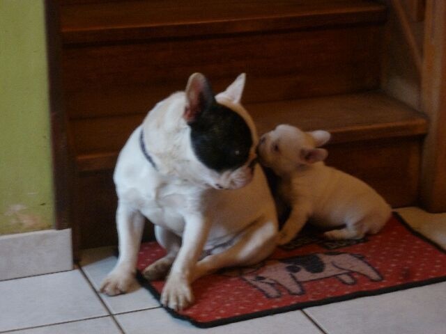 Publication : des brumes d'aurore Auteur : Laurence Huiban