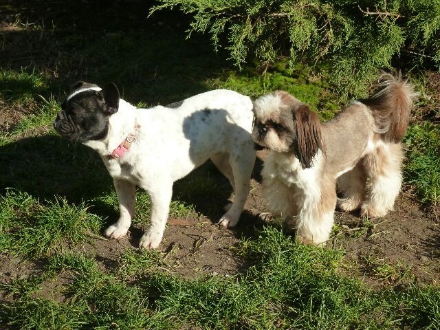 Publication : des brumes d'aurore Auteur : Laurence HUIBAN